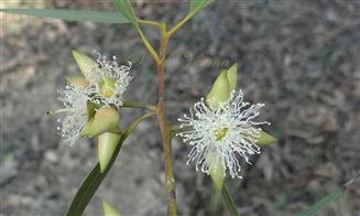  Inflorescences (Umbellaster)